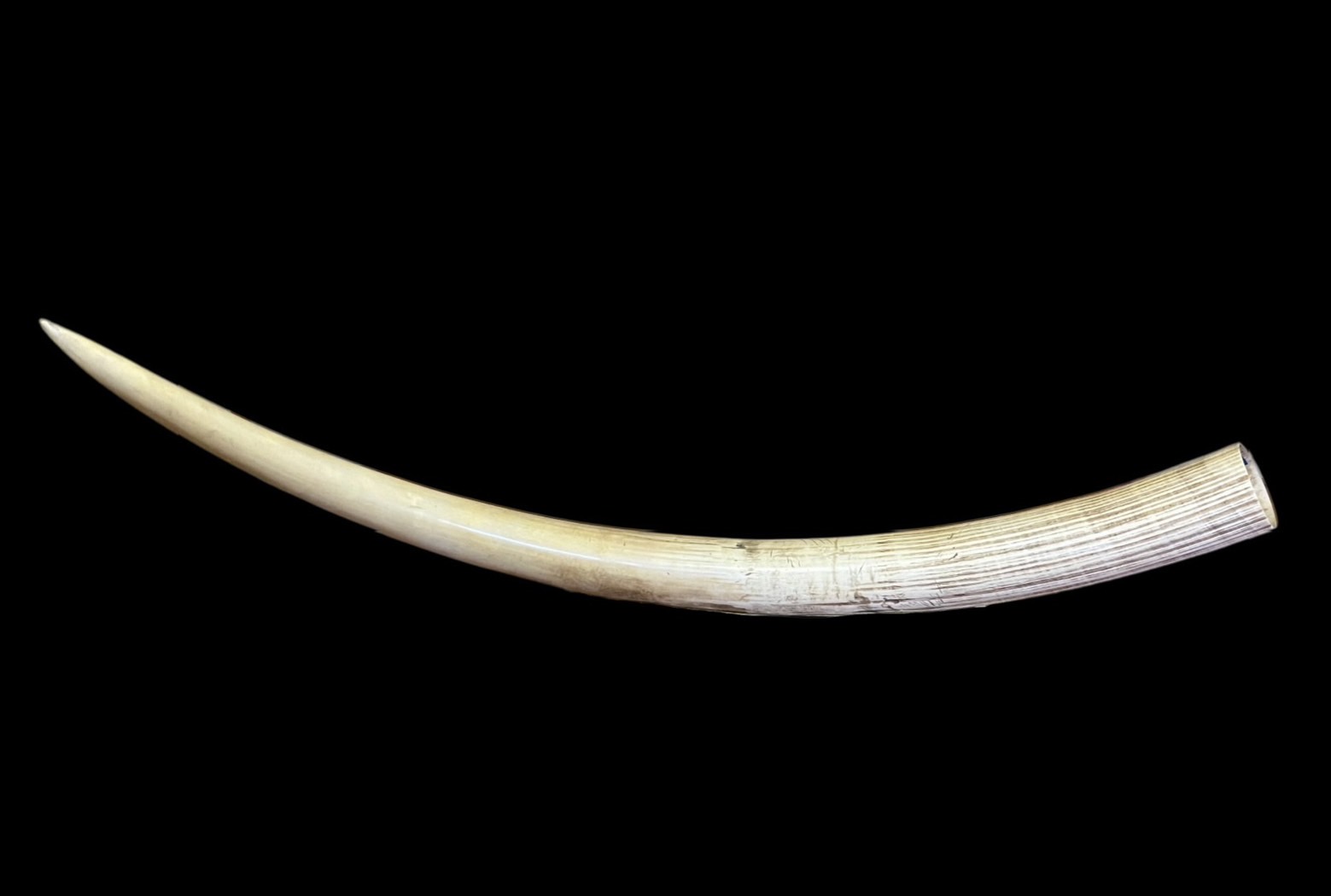 本象牙　一本物　磨き　彫刻　龍　登録票付　46.5㎝　0.51㎏　アフリカゾウ　蓋　台座付き Yahoo!オークション - マンモス 牙 一本物 一本牙 龍 彫刻 光玉刻 全長